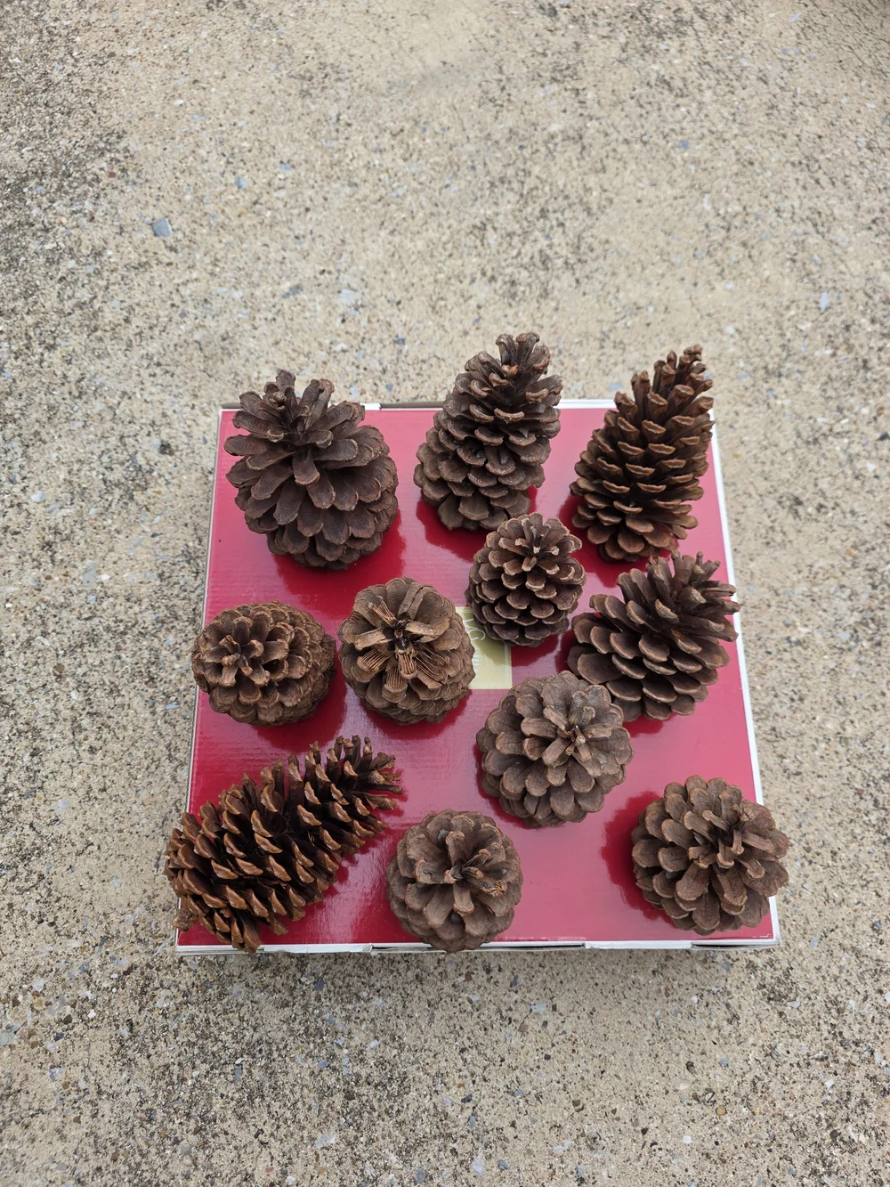 Set Of 11 Natural Brown Pine Cone Decorative Accents - Home Accents